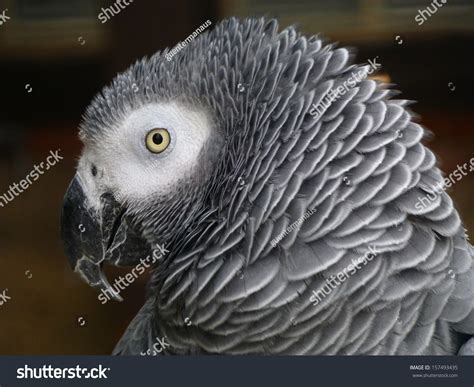 african grey chanel|Chanel the african grey parrot.